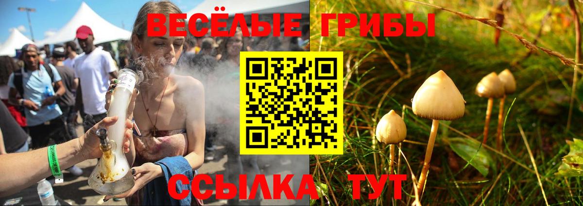 Псилоцибиновые грибы Psilocybe  Вход с VPN  Канск 